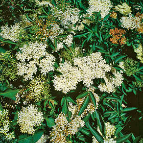 @plant