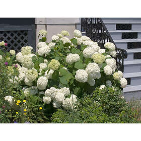 Omnia Garden Vidjehortensia 'Annabelle' CO, Vit 5-pack