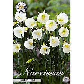 Sam van Schooten Narciss, Botanisk, White Petticoat