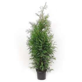 Hekkplanter